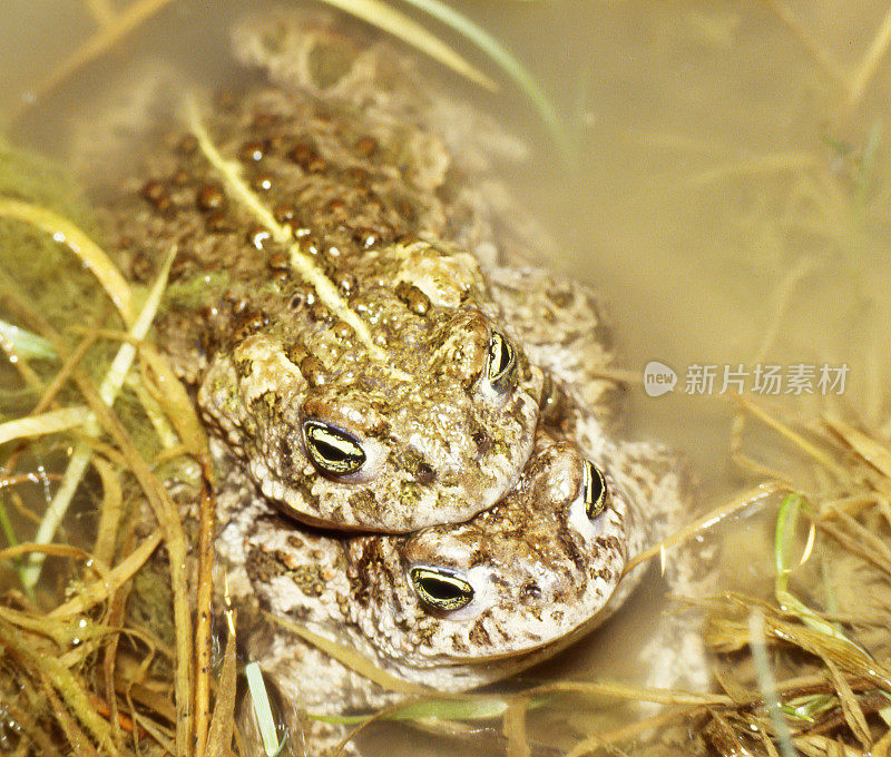 Natterjack (Bufo calamita)交配